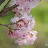 春めき桜-145