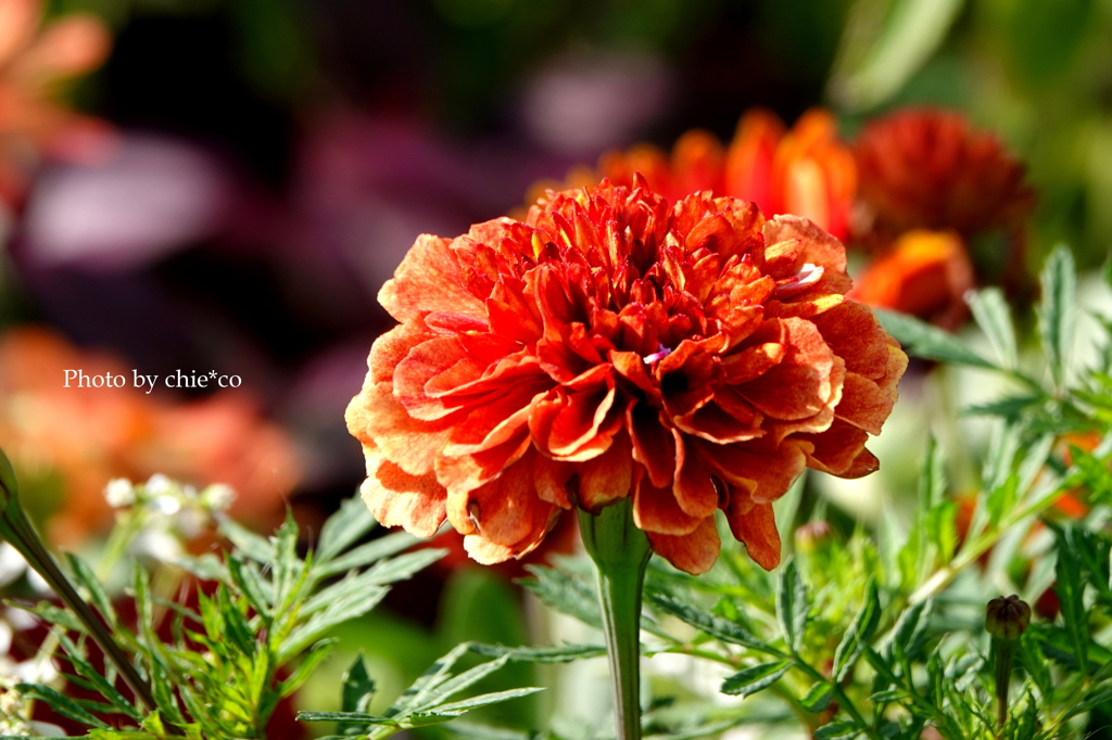 港の見える丘公園-199