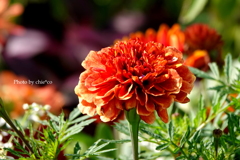 港の見える丘公園-199