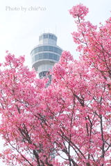 山下公園-164