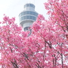 山下公園-164