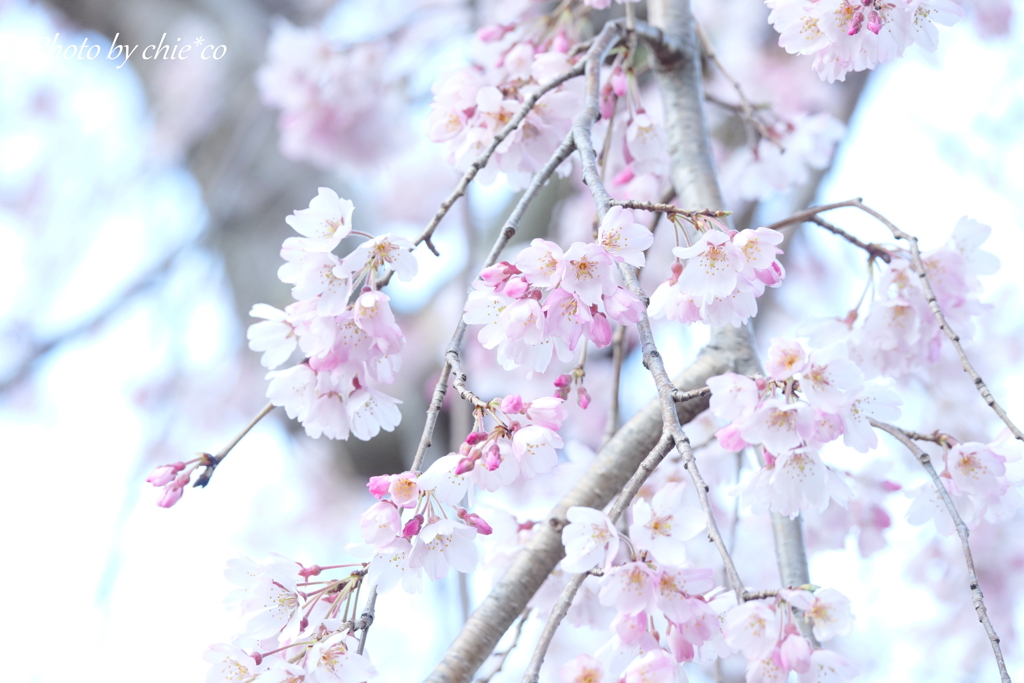 山下公園のしだれ桜-005