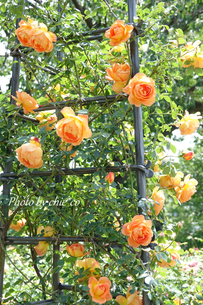 横浜 Rose Week-300