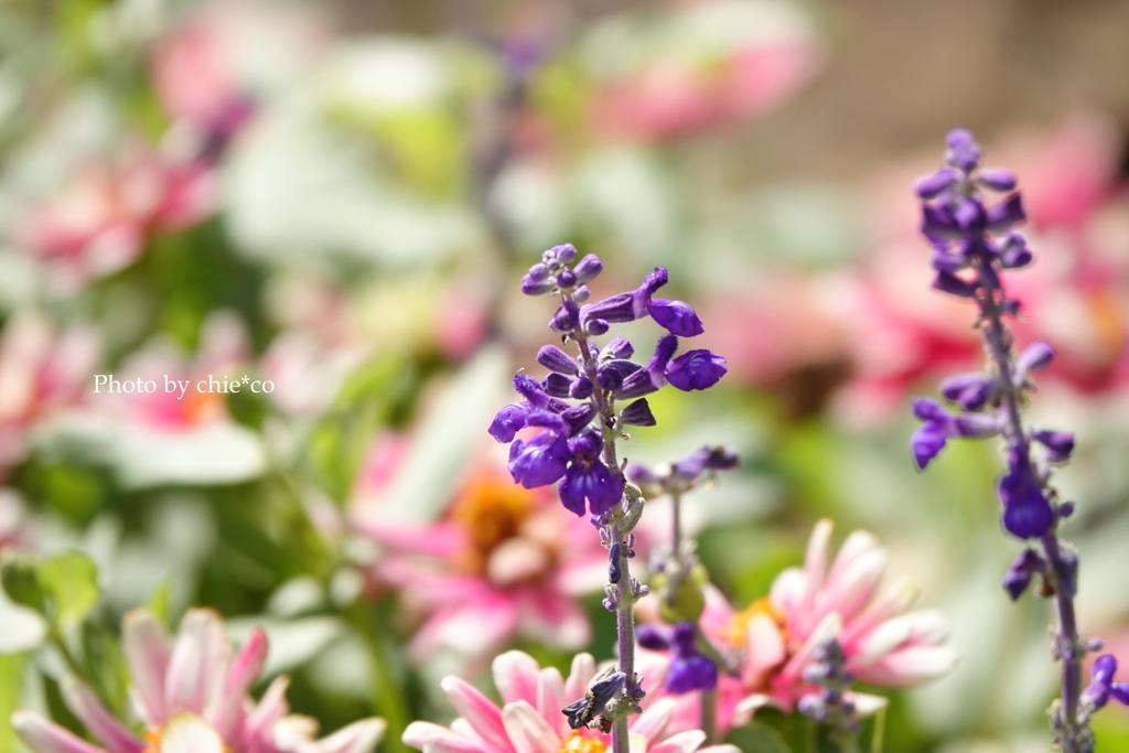 アメリカ山公園-074