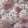 春めき桜-171
