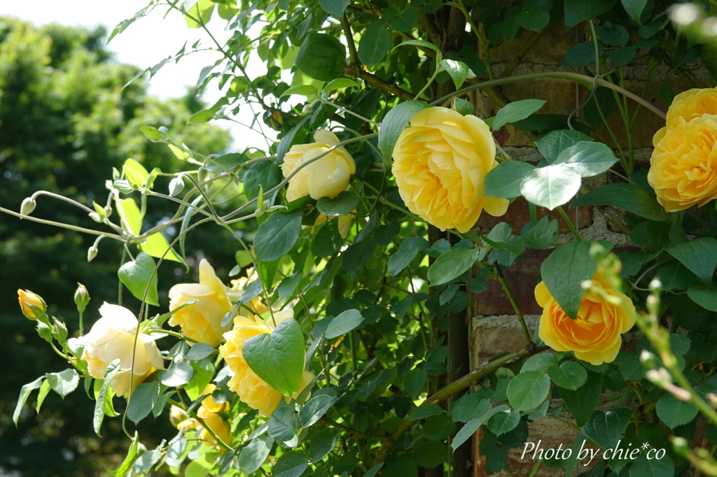 横浜 Rose Week-306