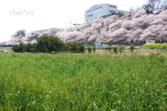 春めき桜-163