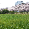 春めき桜-163