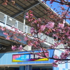 三浦海岸の河津桜-105