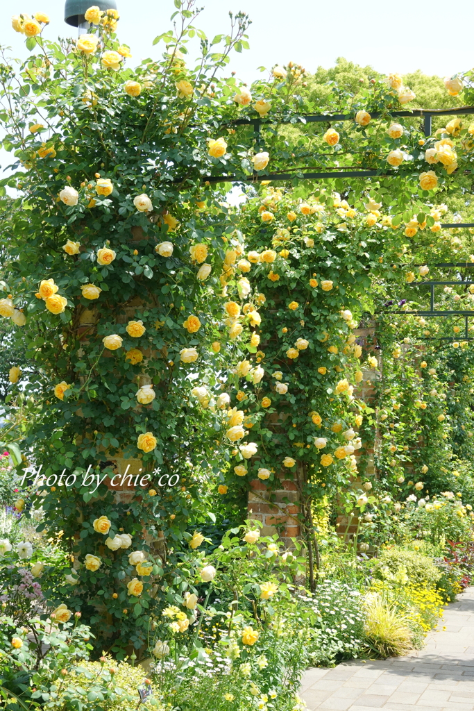 横浜 Rose Week-282