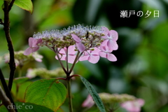 瀬戸神社-246