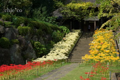 西方寺-268