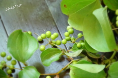 イタリア山庭園-195