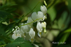 鯛釣り草（たいつりそう）。。3