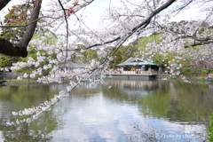 鎌倉～桜の季節-284