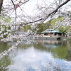 鎌倉～桜の季節-284