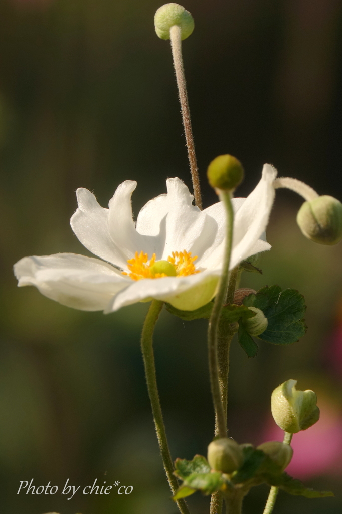 イタリア山庭園-303