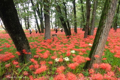 巾着田曼殊沙華公園-010