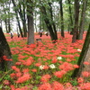 巾着田曼殊沙華公園-010