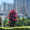 山下公園-086