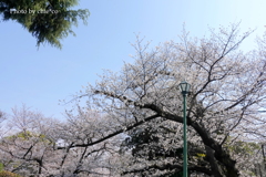 山手公園-039