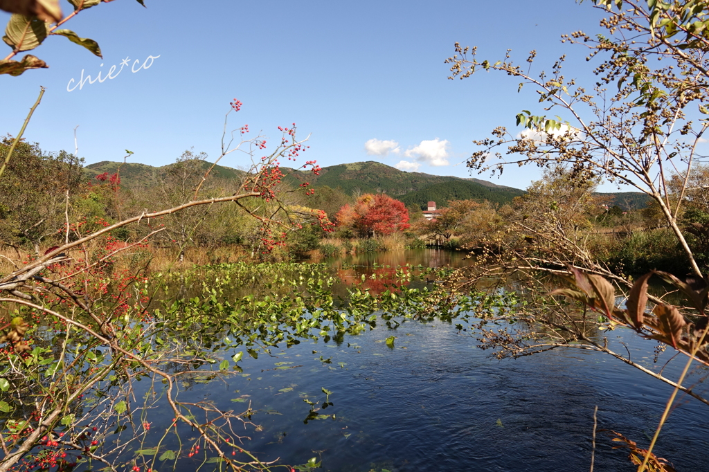 箱根湿生花園-251
