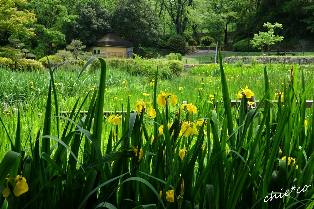 久良岐公園-129