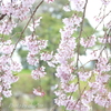 山下公園のしだれ桜-013