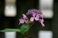 瀬戸神社-245