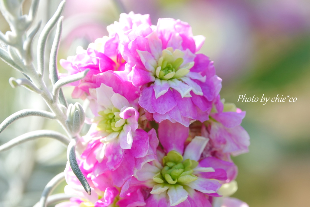 港の見える丘公園・アメリカ山公園-154