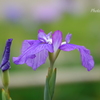 堀切菖蒲園-147