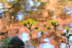 晩秋の横浜公園-003
