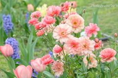 山下公園の花たち-001