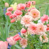 山下公園の花たち-001