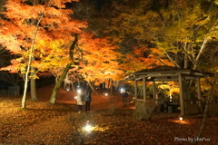 山中湖 紅葉ライトアップ