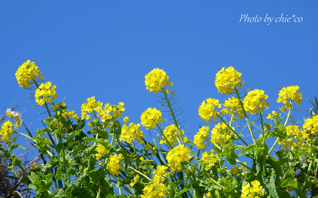 菜の花と青空。。