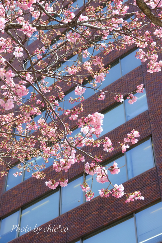 横浜関内の早咲き桜-115