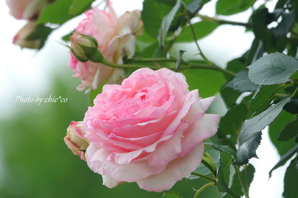 山下公園の薔薇たち・・-075