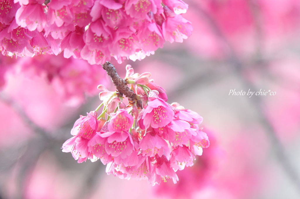 横浜関内の寒緋桜-007
