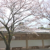 鎌倉-196