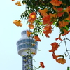 山下公園-222