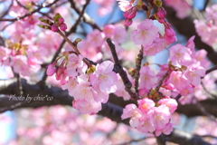 三浦海岸の河津桜-109