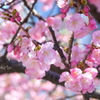 三浦海岸の河津桜-109
