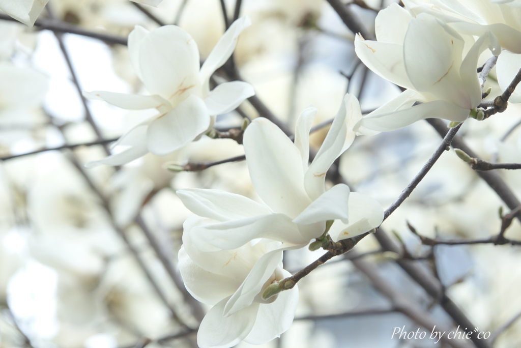 マグノリア-003