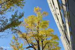 Yokohama-114