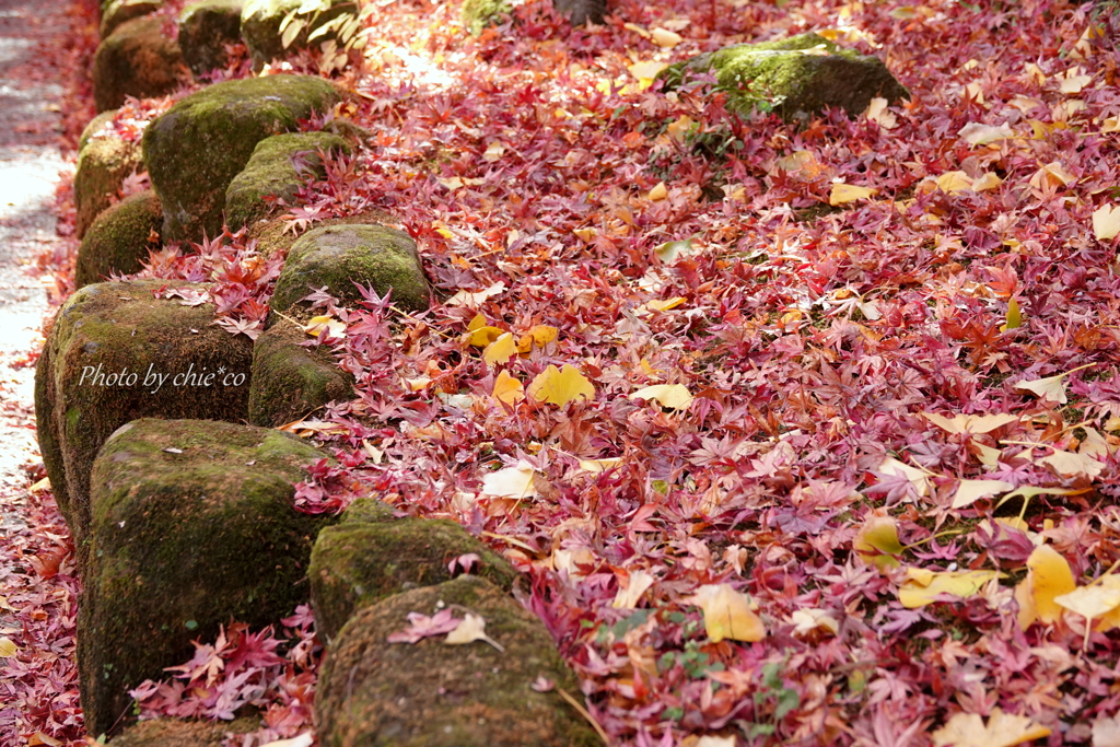 鎌倉長谷寺-105