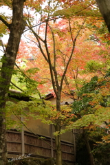 箱根美術館庭園-185