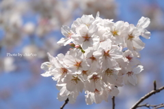 山手公園-036