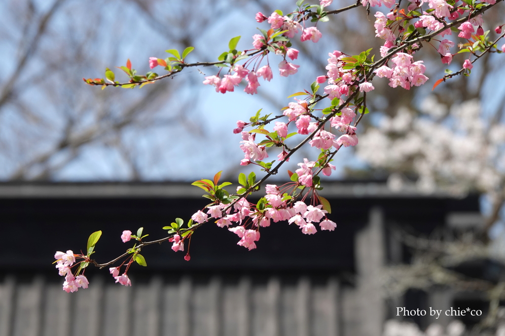 鎌倉～桜の季節-264