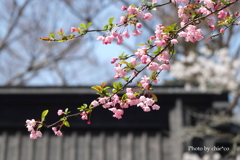 鎌倉～桜の季節-264